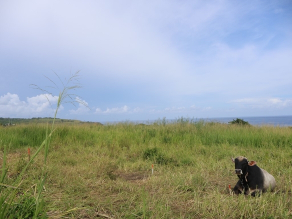 Land For Sale in Estridge, St Kitts