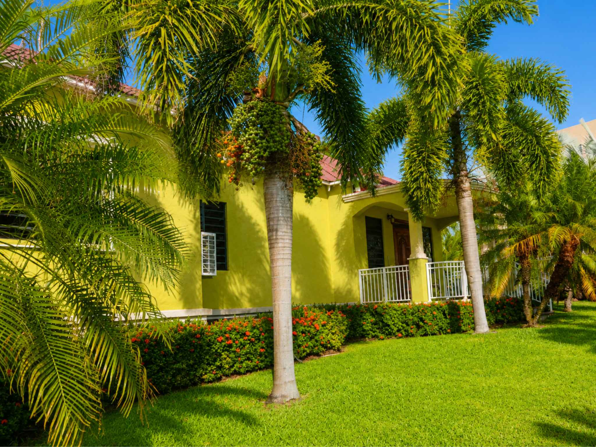 Lawned garden with royal palms and flowering shrubs beside the property