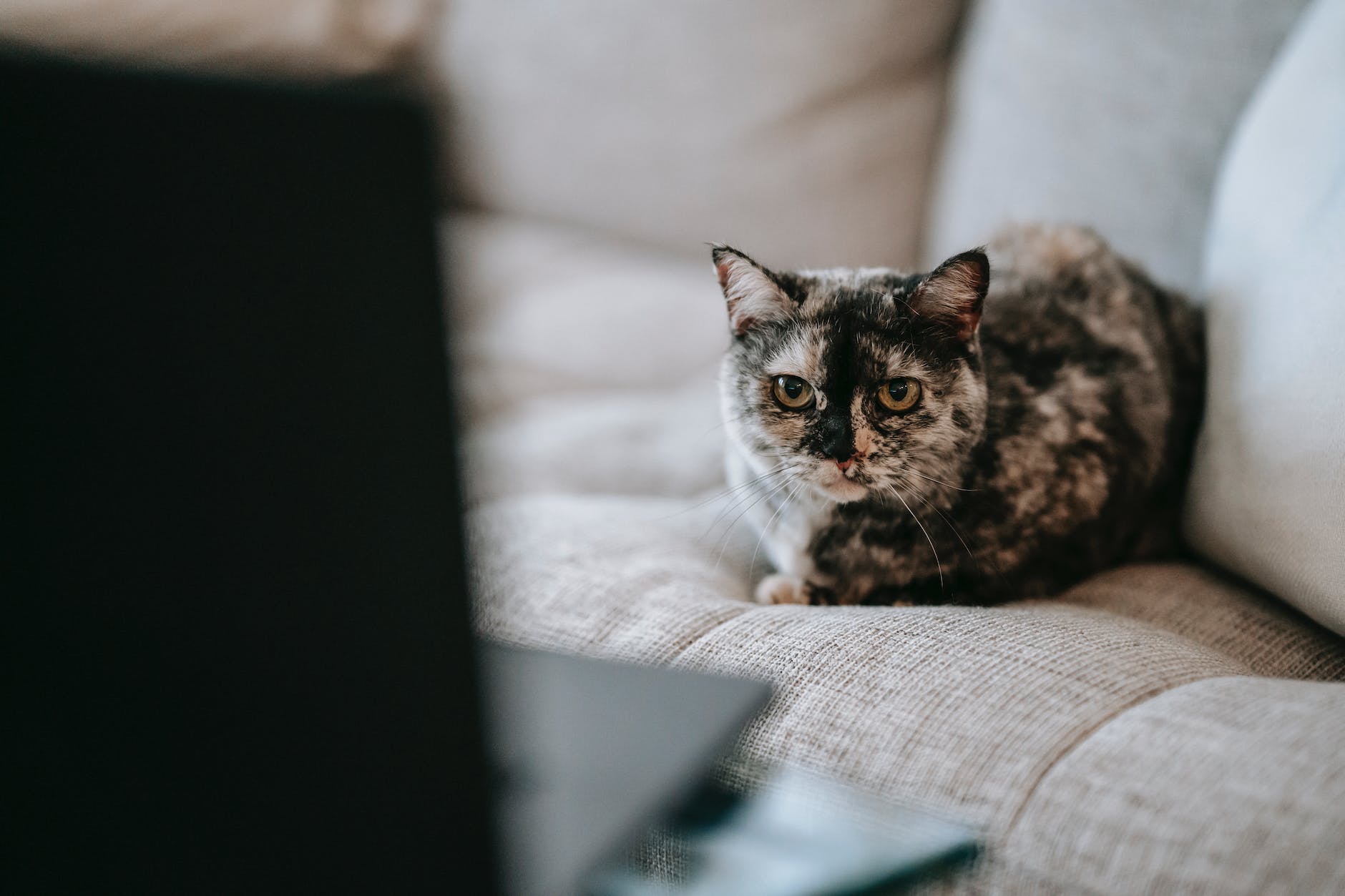 cute curious cat watching video on laptop sitting on couch